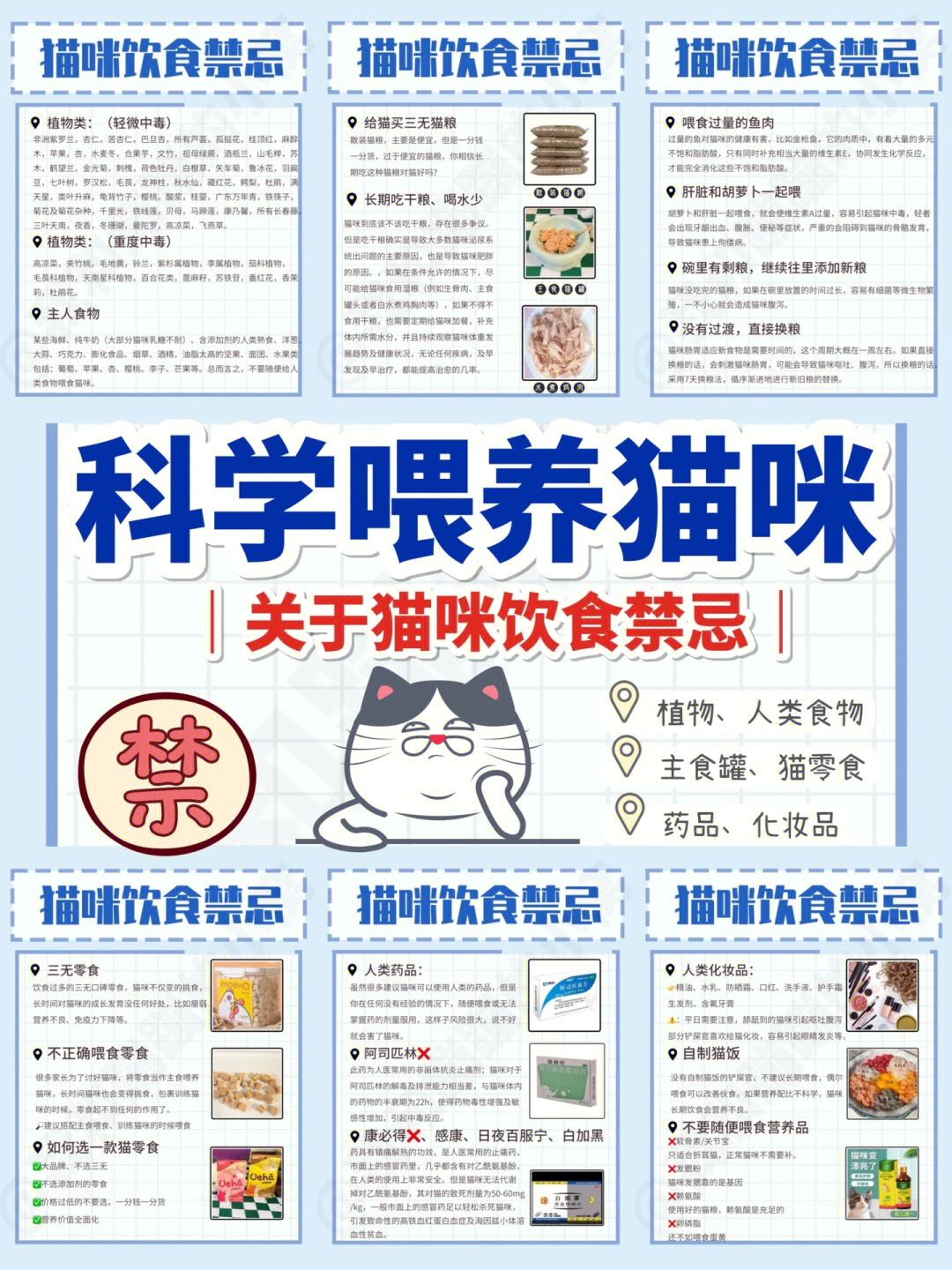 下载养小猫一应用(养猫咪下载什么软件)下载